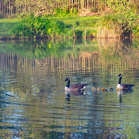 Beautiful Willow Lodge 67-4-6 Persons-Private Hot Tub-Pet Friendly-Tranquil Holiday Away From It All Yet Not Far To St Austell-The Holiday Home Has Two Bedrooms, Living & Dining Area, Equipped Kitchen -Decking-Al Fresco Dining-Fishing Lakes-Pet Frien Grampound Zewnętrze zdjęcie